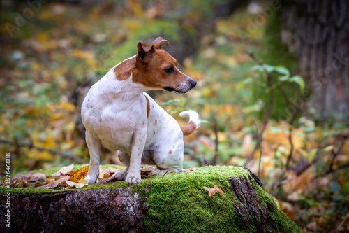 Portrait of a beautiful young Jack Russell Terrier breed dog