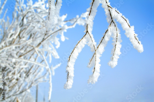 Tree in snow © art_of_line