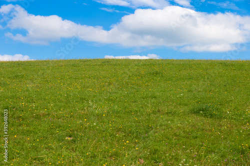 Landscape with green grass and blue sky.