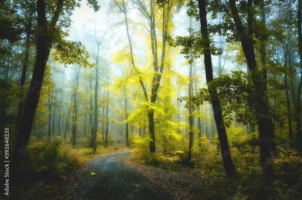 Autumn forest in fog, trees with colourful leafs, road covered with leafs. Gloomy magical landscape at autumn/fall. South Moravia, Eastern Europe. . Autumn forest in fog, trees with colourful leafs, road covered with leafs. Gloomy magical landscape at autumn/fall. South Moravia, Eastern Europe. .