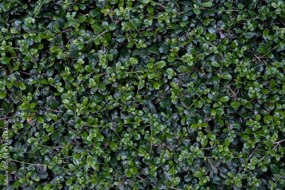 Tree with small green leaves