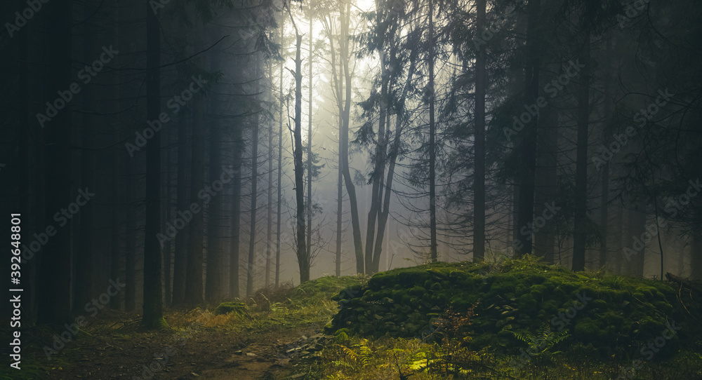 Fototapeta premium Foggy forest, light comming through trees, stones, moss, wood fern, spruce trees. Gloomy magical landscape at autumn/fall. Jeseniky mountains, Eastern Europe, Moravia. .