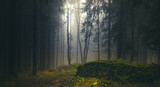 Foggy forest, light comming through trees, stones, moss, wood fern, spruce trees. Gloomy magical landscape at autumn/fall. Jeseniky mountains, Eastern Europe, Moravia.  .