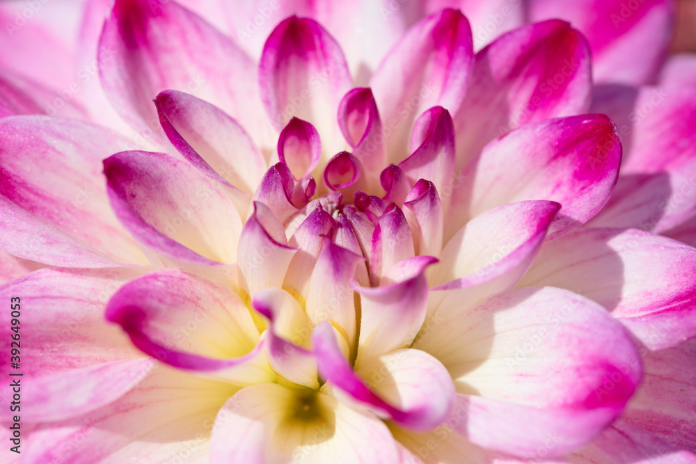Fototapeta premium Dahlia flower