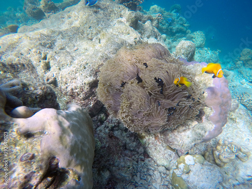 False clown fish