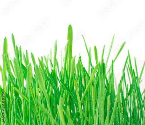Grass background, green juicy grass on a white background with space to copy. Side view.