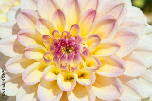 Fototapeta Naklejka Na Ścianę i Meble -  Dahlia flower