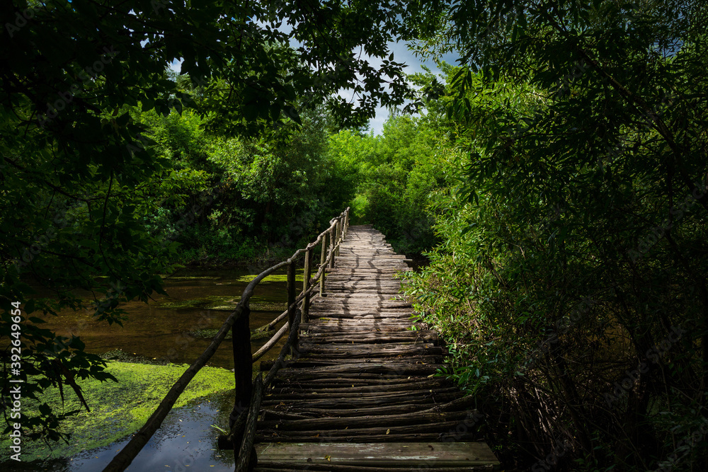 Obraz premium Old wooden bridge over the river in the forest.