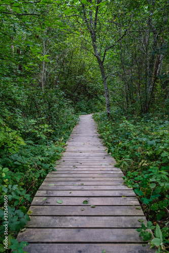 wooden boardwalk trail in green forest