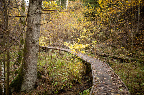 Fototapeta Naklejka Na Ścianę i Meble -  wooden boardwalk trail in green forest