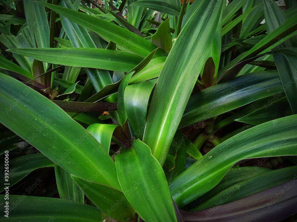 Obraz premium green and yellow