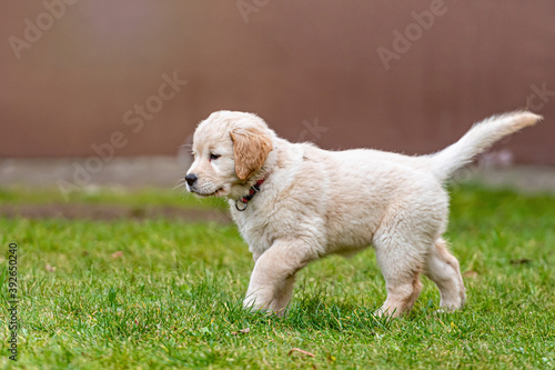 happy Golden Retriever puppy dog running on playground green yard