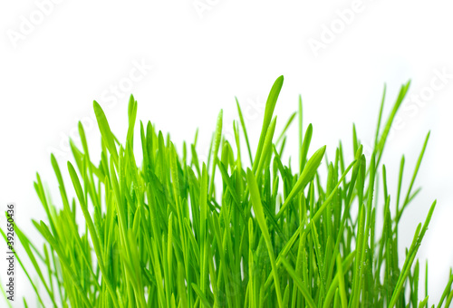 Green fresh grass on a light background. Side view. Concept of spring backgrounds.