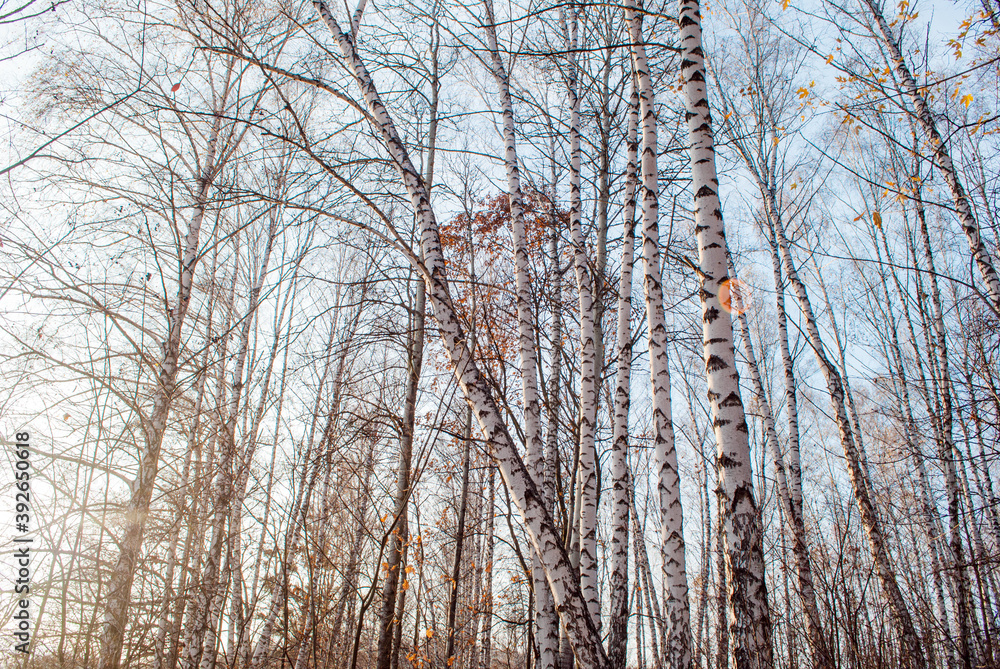 Birch forest in late autumn with fallen leaves Birch forest in late autumn with fallen leaves