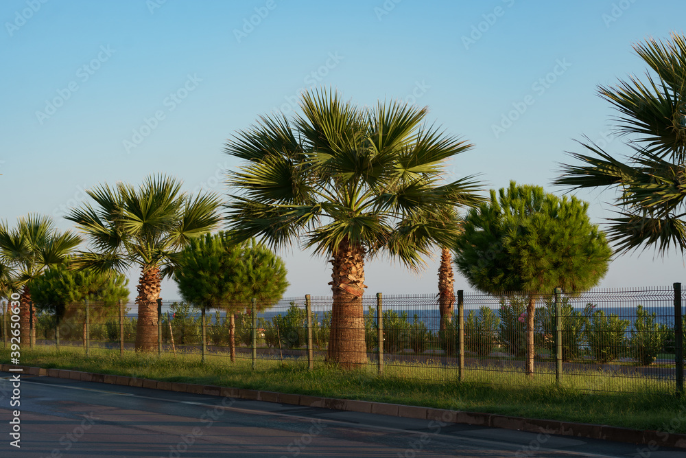 Palm trees against blue sky, Palm trees at tropical coast near road