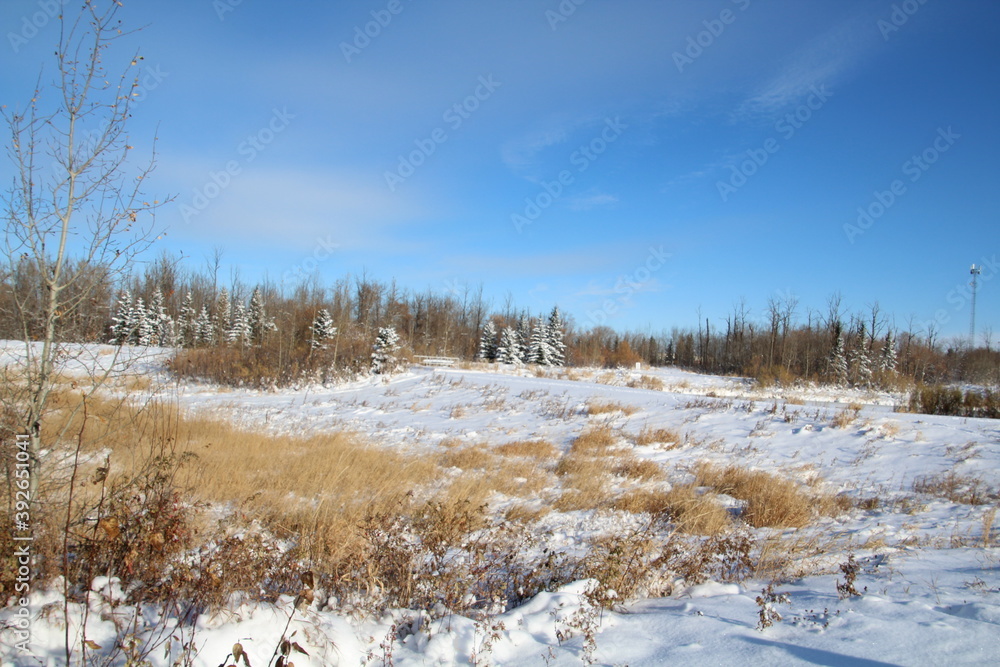 Snowy Wetlands, Pylypow Wetlands, Edmonton, Alberta