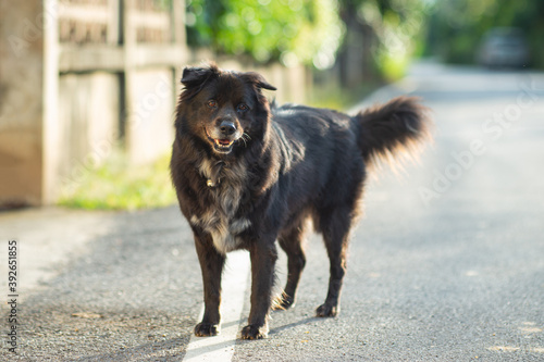 cute black stray dog on the street