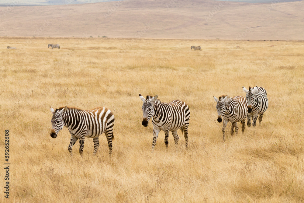 Naklejka premium Zebras on Ngorongoro Conservation Area crater, Tanzania