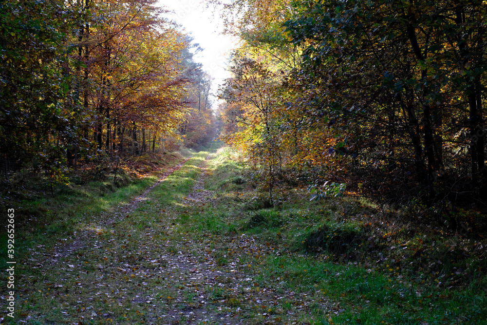 Waldweg im herbstlichen Wald