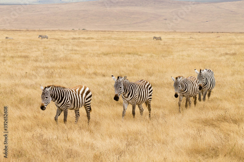 Zebras on Ngorongoro Conservation Area crater  Tanzania
