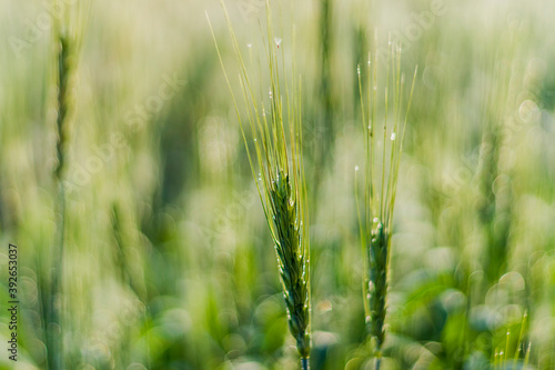 Various views of a farmland in Punjab