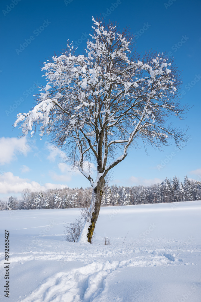 snow covered tree in wintry landscape. blue sky snow covered tree in wintry landscape. blue sky
