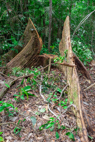 Canvastavla Tree stump that was extracted from the Brazilian Amazon rainforest, leaving its aerial roots, known as sapopema