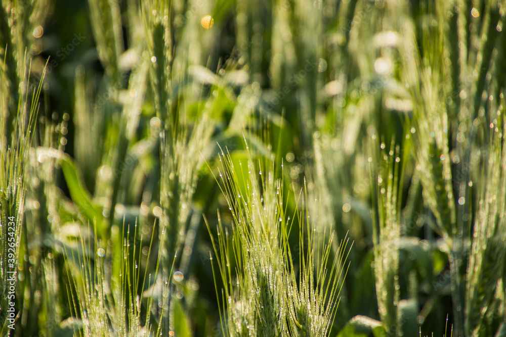 Various views of a farmland in Punjab