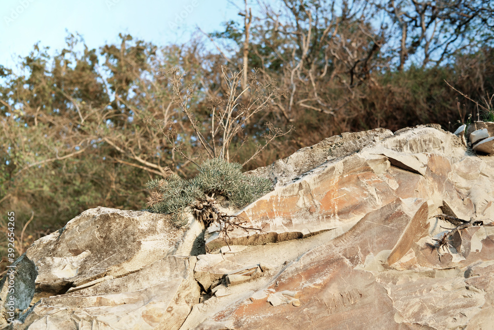Desert landscape rocky mountains. dry branches and succulent plants on rocks. beige shades in autumn nature Desert landscape rocky mountains. dry branches and succulent plants on rocks. beige shades in autumn nature