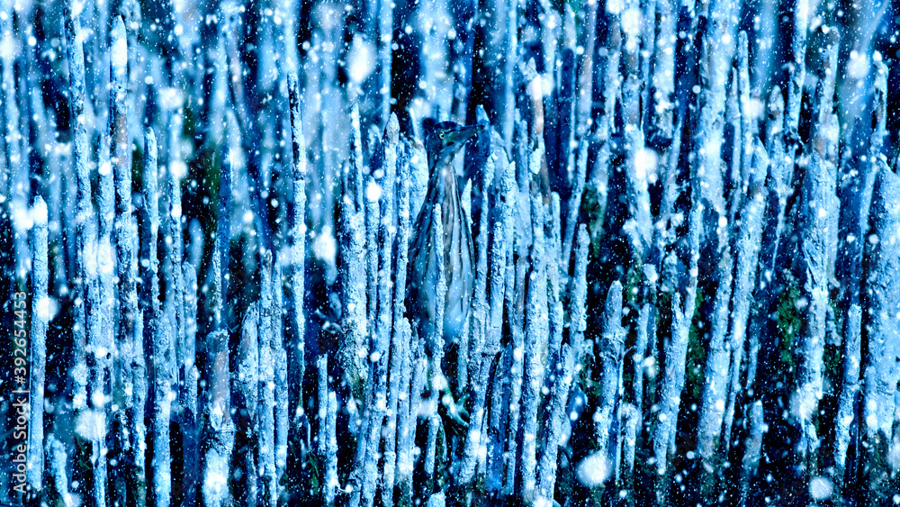 Winter season and animals. Falling snow. Blue nature background. Winter season and animals. Falling snow. Blue nature background.