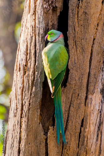 Rose ringed parakeet on a branch