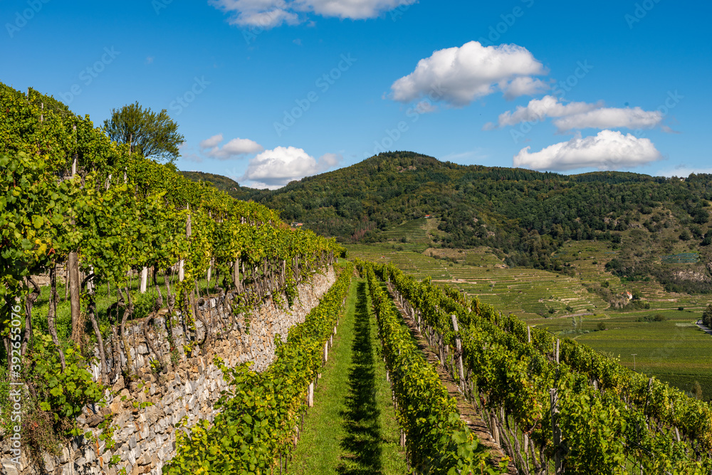 Weinberge und Weinreben Wachau
