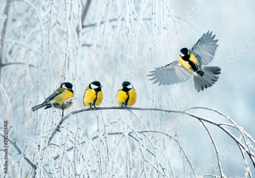 Canvas Print view of Christmas tree garden with birds Tits on a winter day