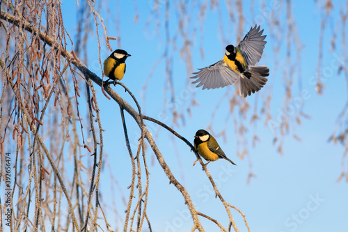 view of Christmas garden on a tree covered with frost with birds Tits on a wi...