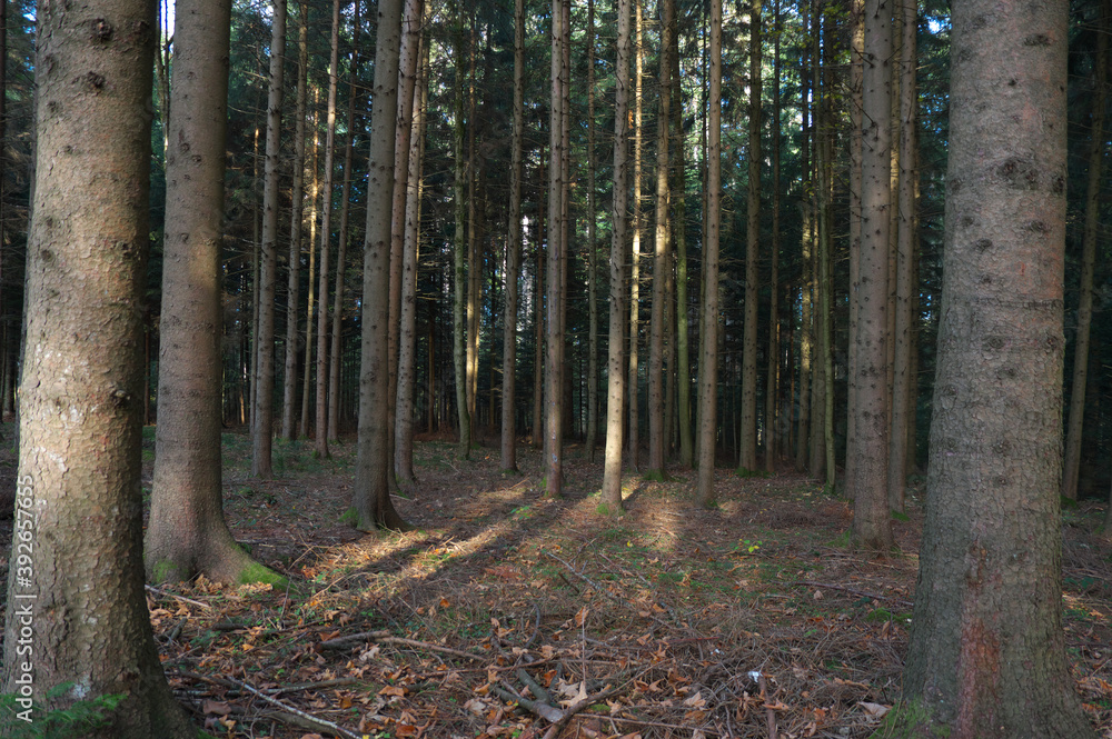Fototapeta premium Im Wald!