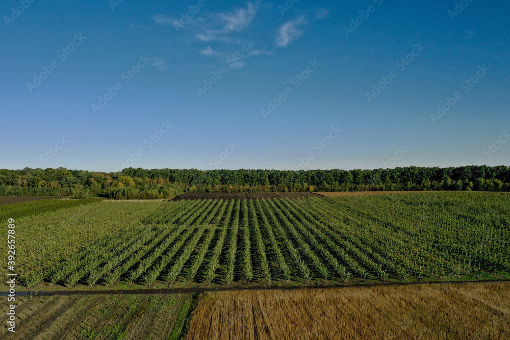 Aerial view of apple orchard. Large apple plantation