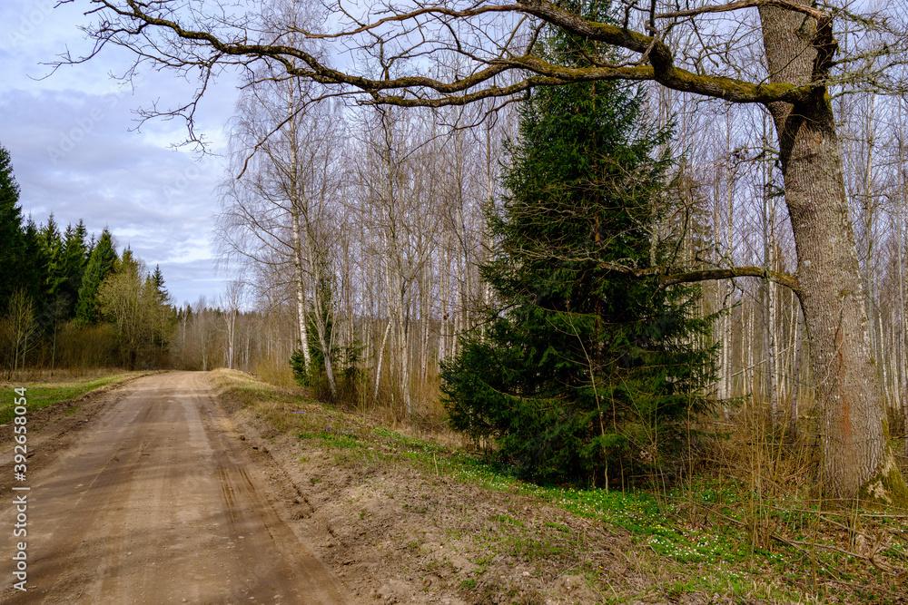 Naklejka premium countryside dirt road gravel in perspective in summer