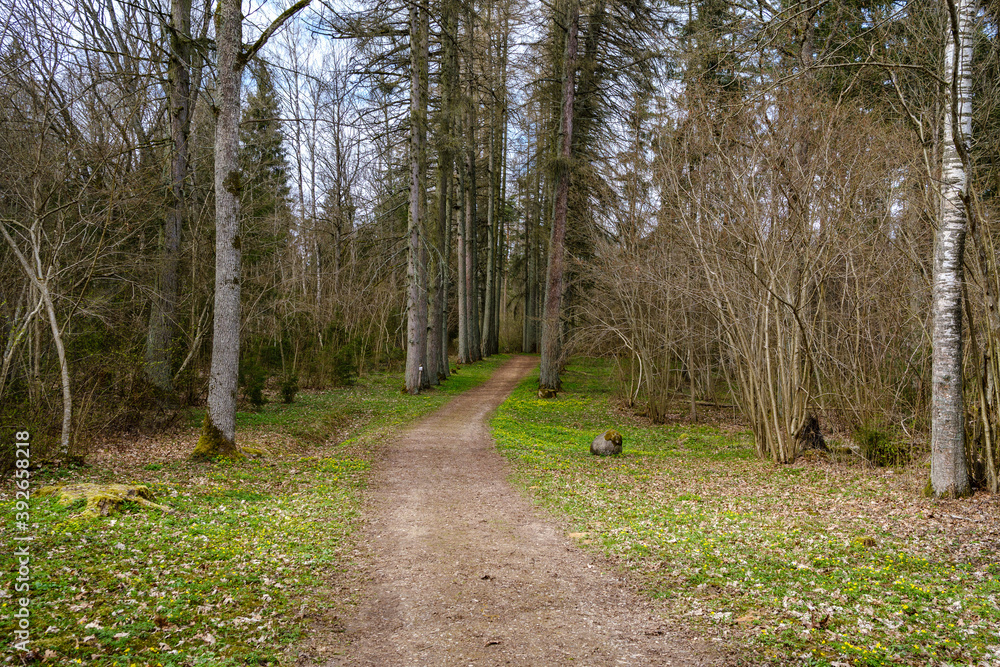 Obraz premium countryside dirt road gravel in perspective in summer