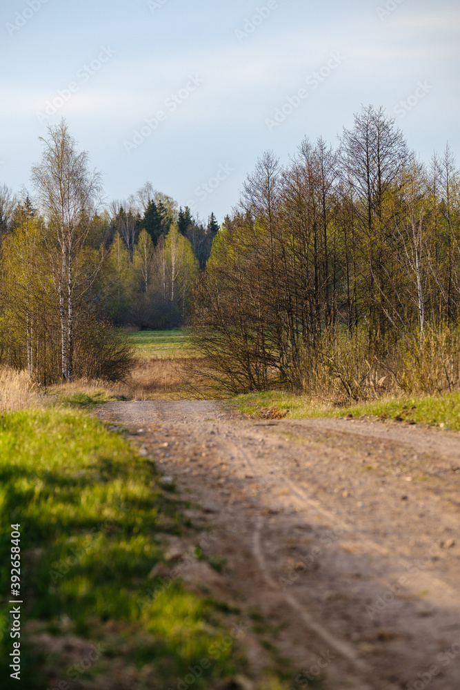 Fototapeta premium countryside dirt road gravel in perspective in summer