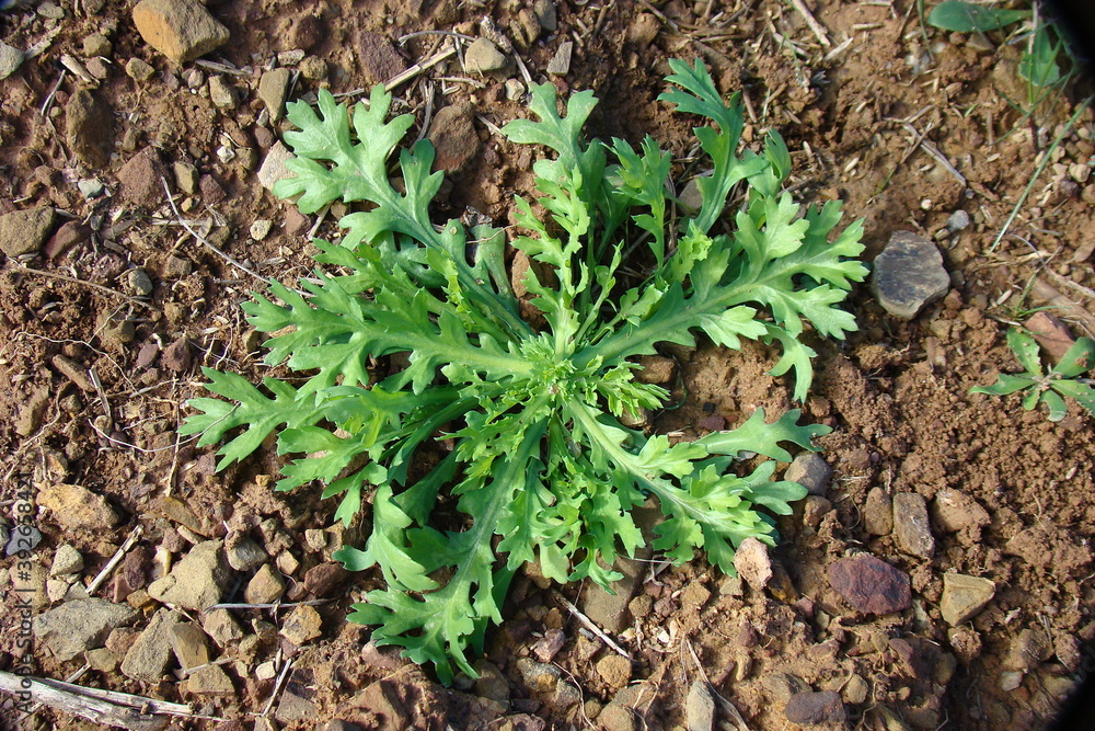 Corndaisy (Chrysanthemum segetum) Corndaisy (Chrysanthemum segetum)