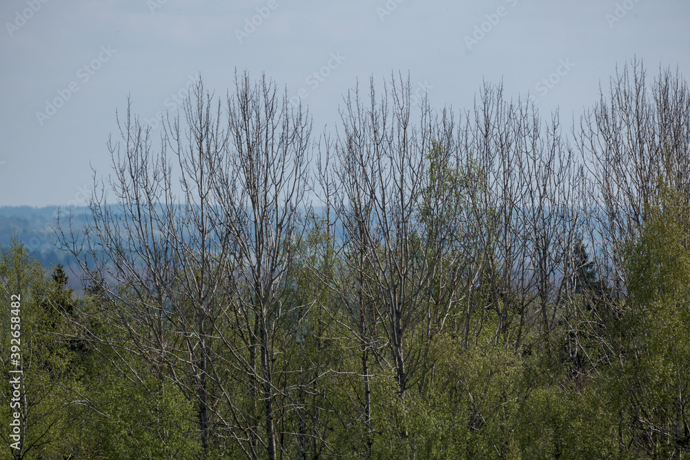 endless forests and fields in hot summer endless forests and fields in hot summer