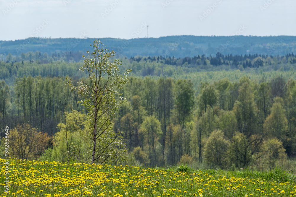 endless forests and fields in hot summer