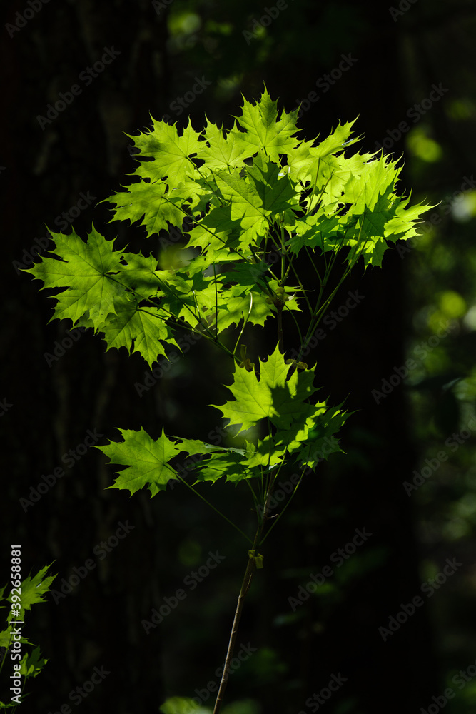 beautiful green summer plant leaf on dark background