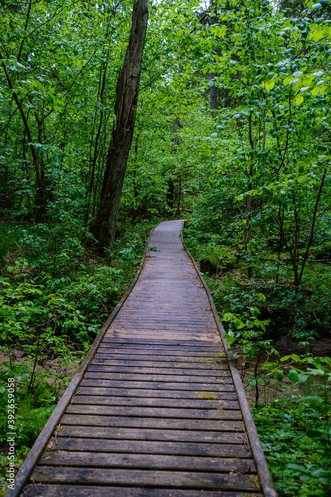wooden boardwalk trail in green forest wooden boardwalk trail in green forest