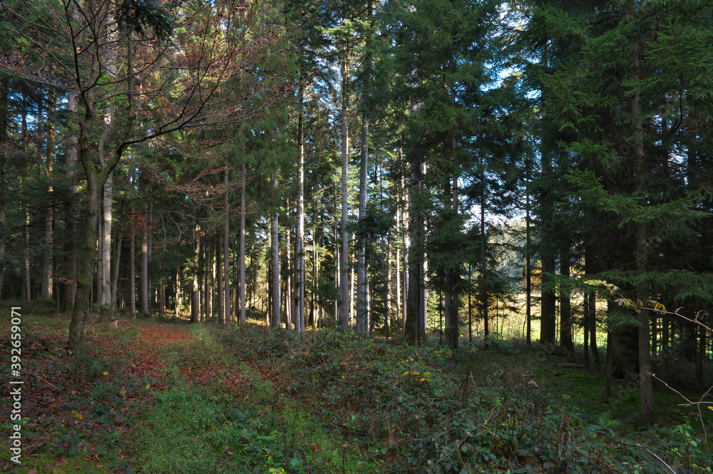 Obraz premium Herbst!