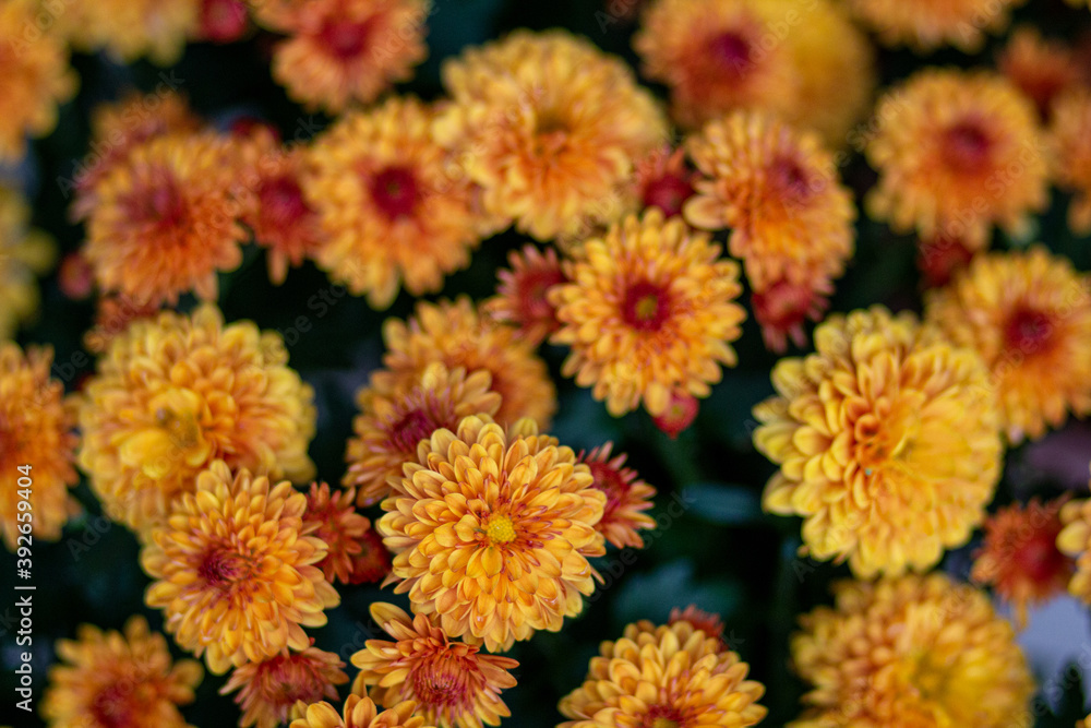 Fall Mums Fall Mums