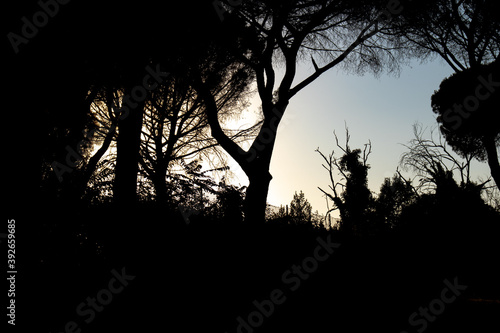 At sunset the shadows of the trees are born.