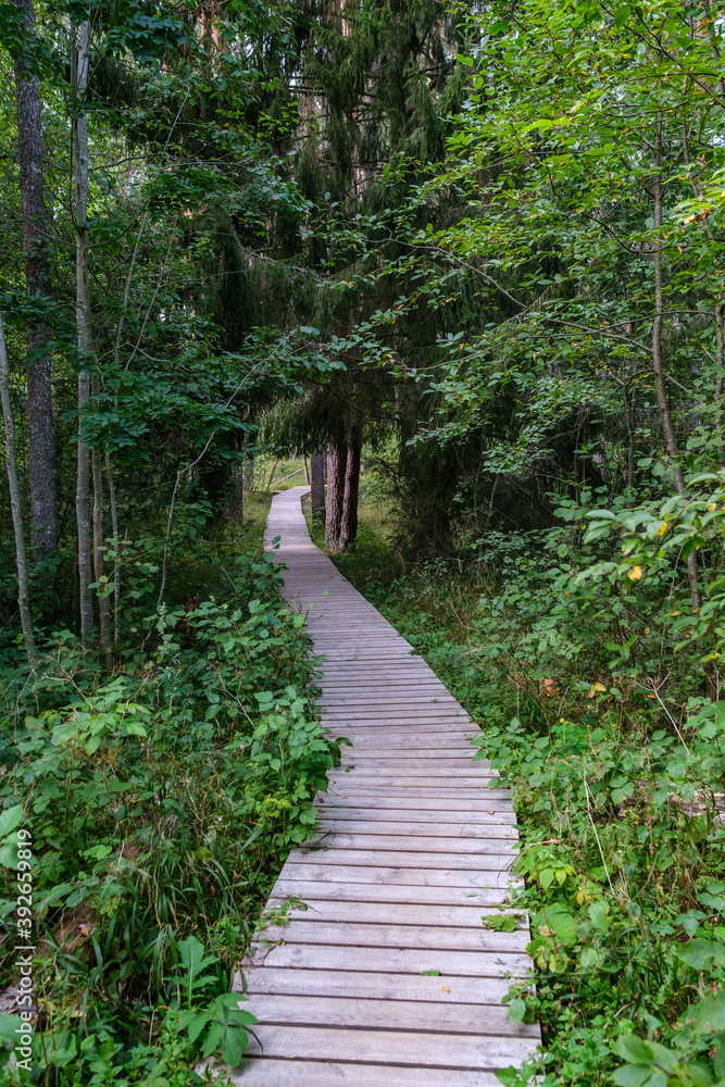 wooden boardwalk trail in green forest wooden boardwalk trail in green forest