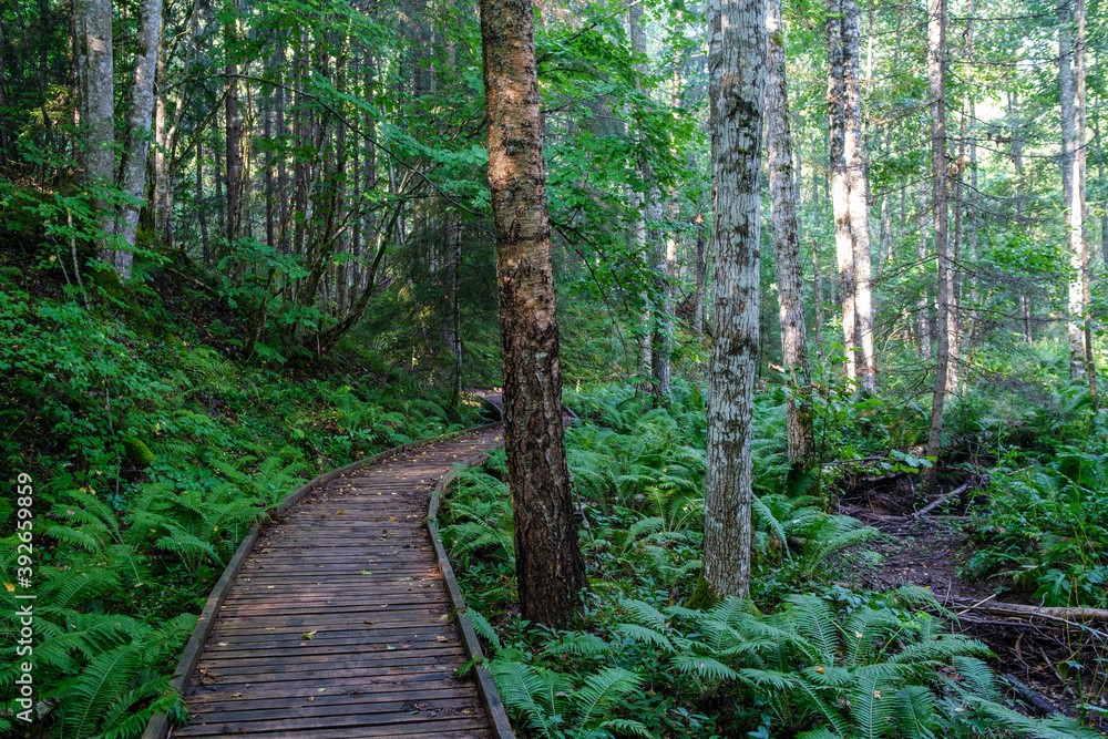 wooden boardwalk trail in green forest wooden boardwalk trail in green forest