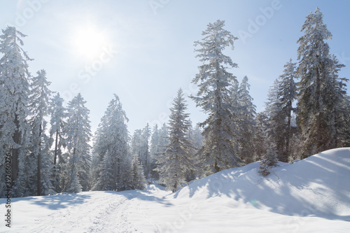 Sapins enneigés dans la forêt à Autrans